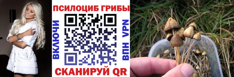 дарнет шоп  Каргат  Галлюциногенные грибы MAGIC MUSHROOMS 